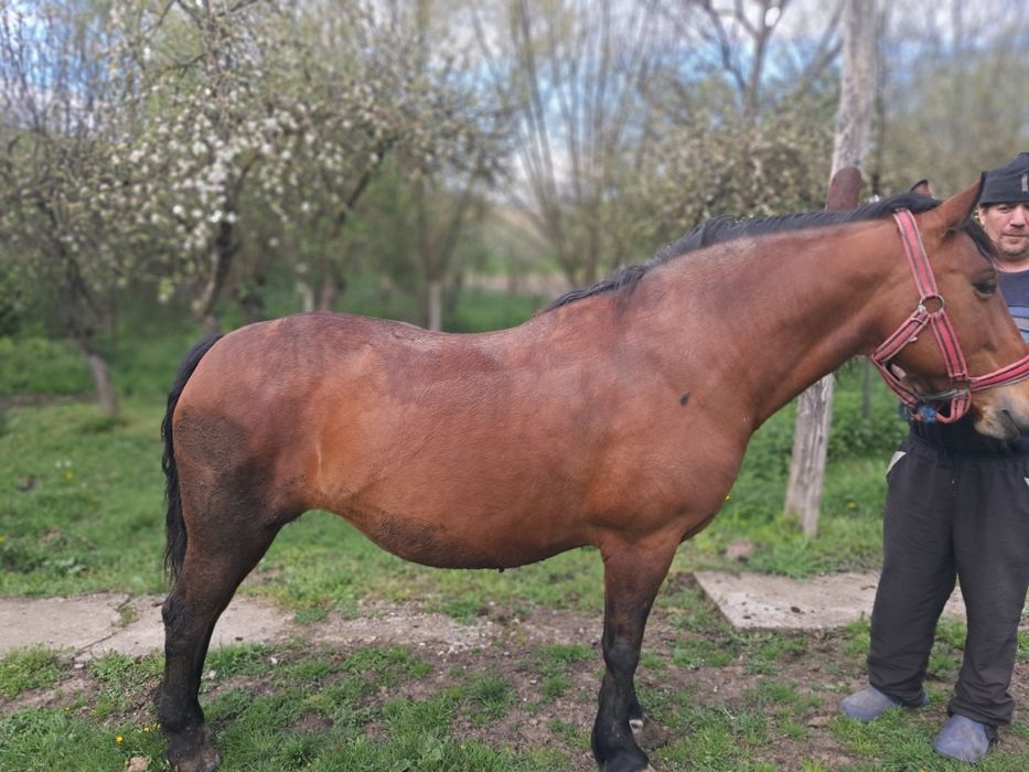 Vând iapă 9 ani informații la telefon