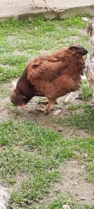 Schimb găină moțată