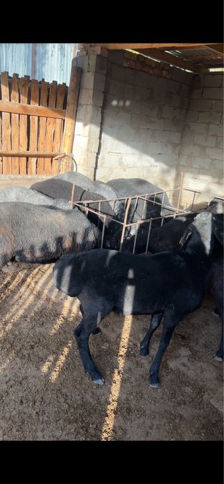 Семіз  - тоқтылар сатылады