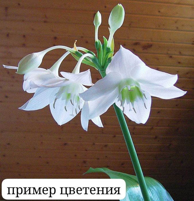 продам эухарис амазонскую лилию.