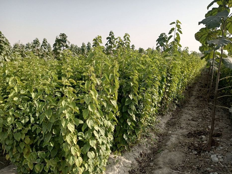 Тут кучатлари сотилади аригинал кучатлар  тутмаса бонус бор