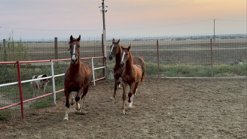 Vand pereche iepe KWPN