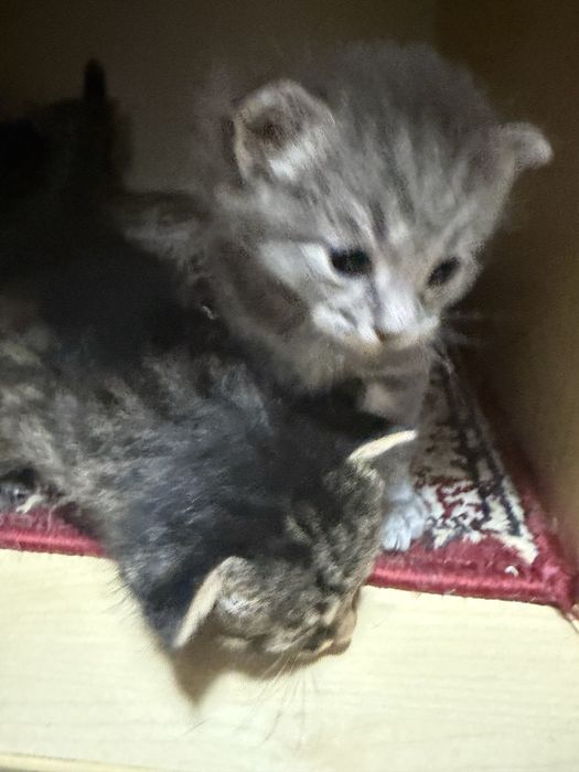 Отдадим котят в добрые руки