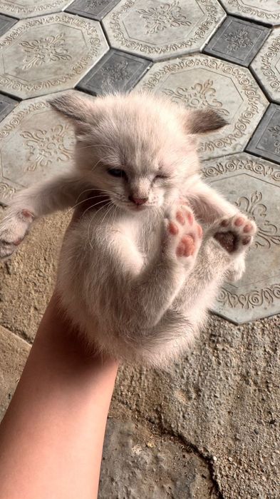 Отдам котят Конаев
