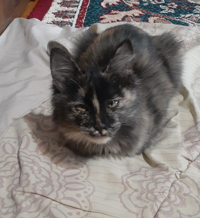 Мушук боласи 3,4 ойлик жа тополончи мас жим юради