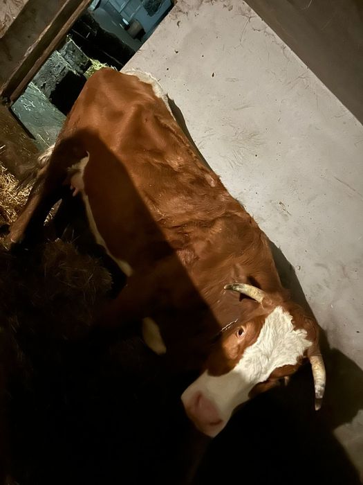 Vând vaca de 4 ani