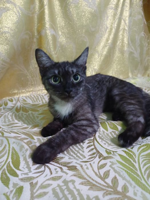 Котёнок-кошечка Серафима