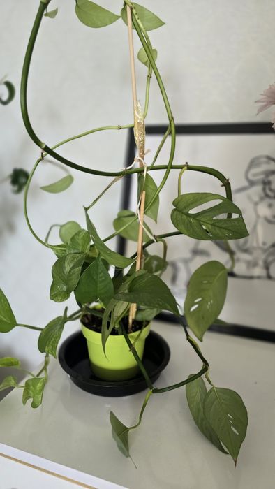 Комнатные цветы,  эпипренум