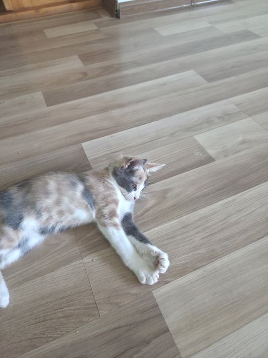 Ласковый котёнок-девочка подарит радость и уют