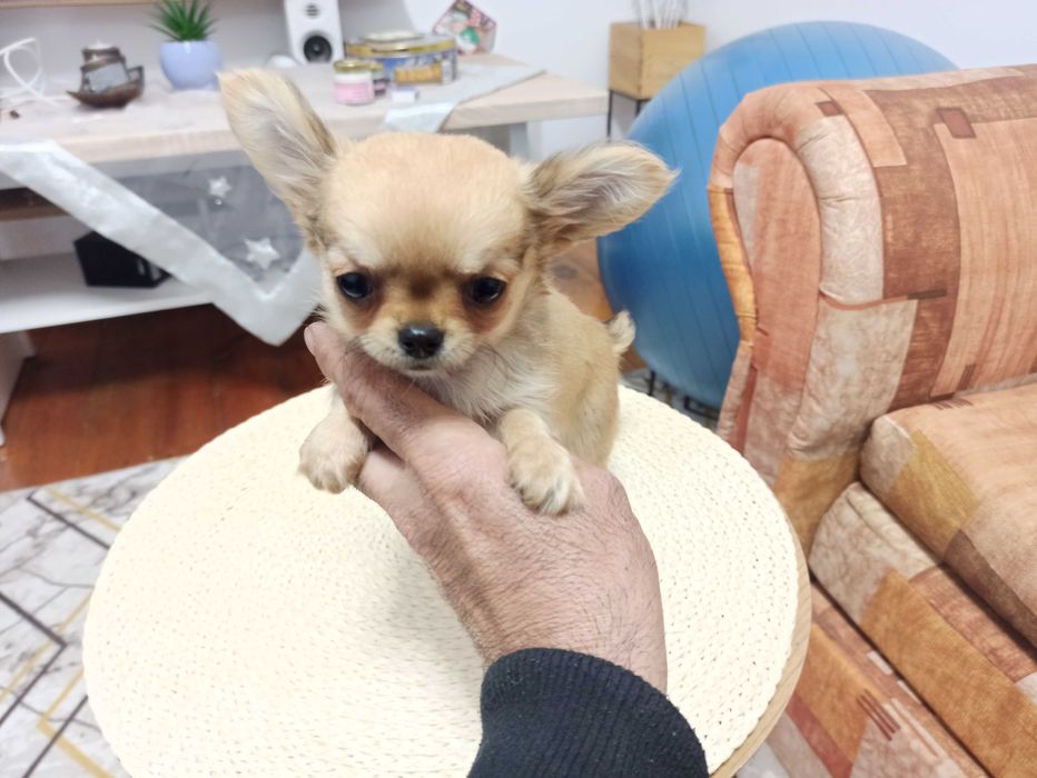 Продавам мини чихуахуа