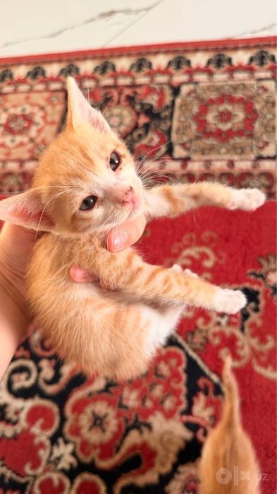 Отдам даром котят