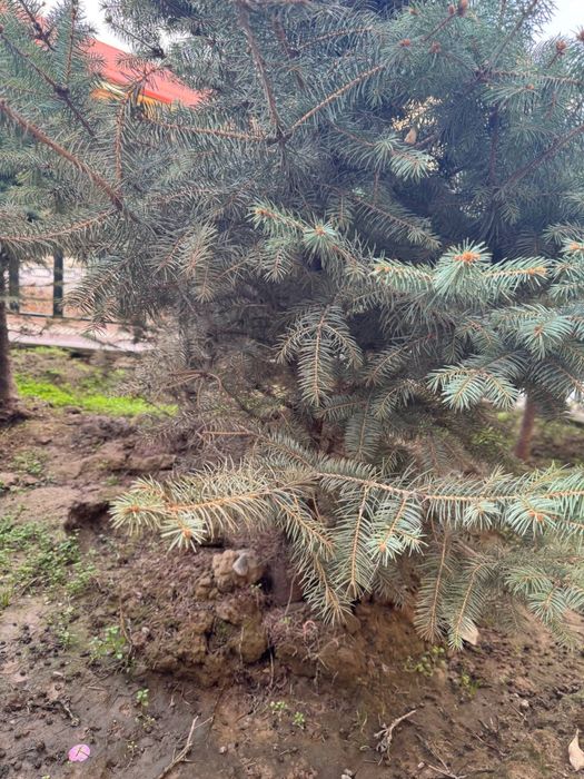 Галубой ен арчалари сотилади