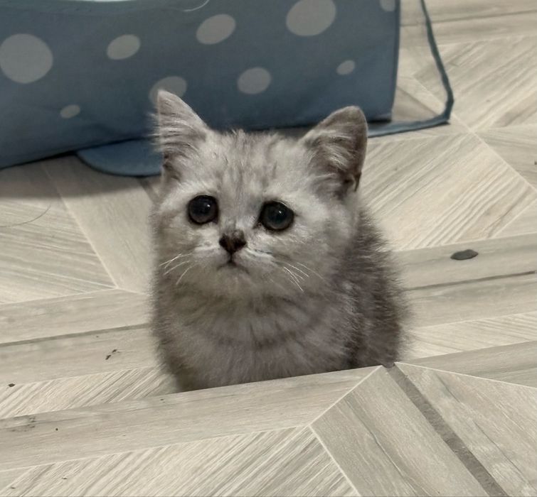 Кошечка очень хорошая