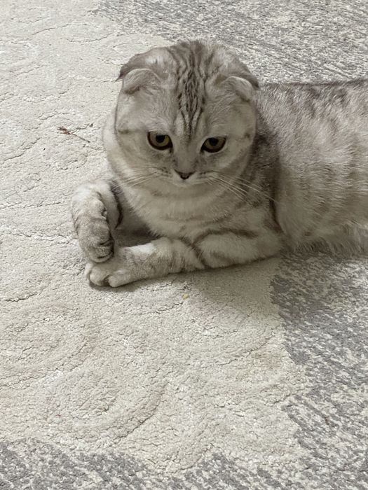 кошка шотладская вислоухий