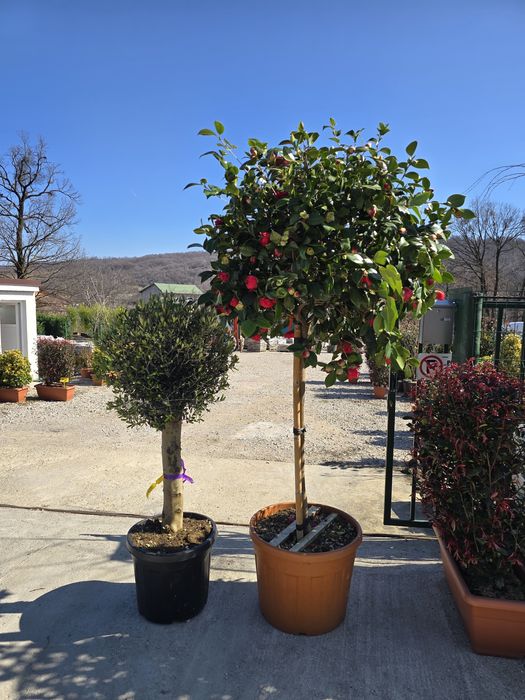 Palmier trachycarpus,leylandii ,photinia,maslin