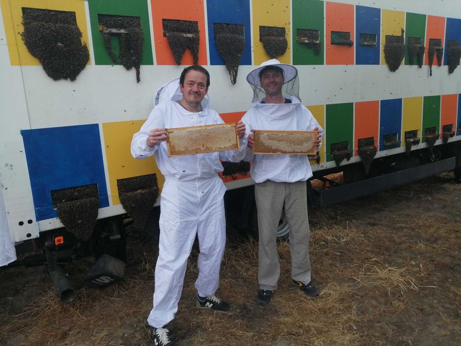 Polen crud, congelat 60 lei/kg Livram sambata in Bucuresti