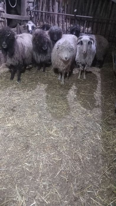 Vând 8 oiiiiiiiiiii