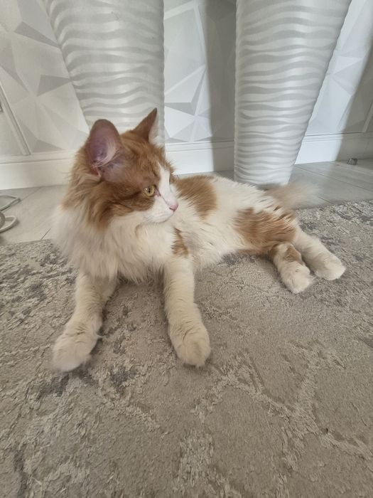 Отдам в добрые руки кота