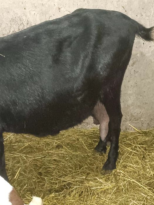 Iezi masculi de rasă anglonubian.