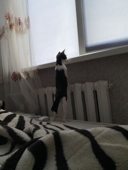 Отдам котенка в добрые руки!!!