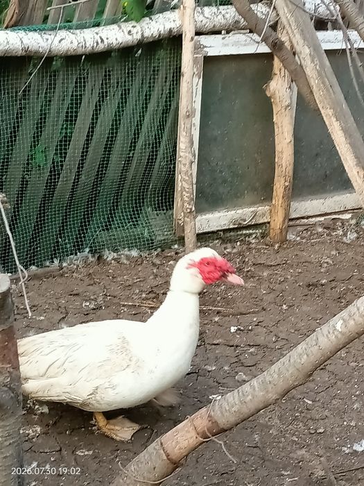 Селезня индоутки продам