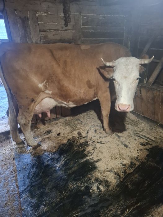 De vanzare o vaca forte buna de lapte