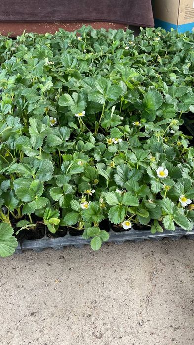 Рассада клубники, рассада хризантемы