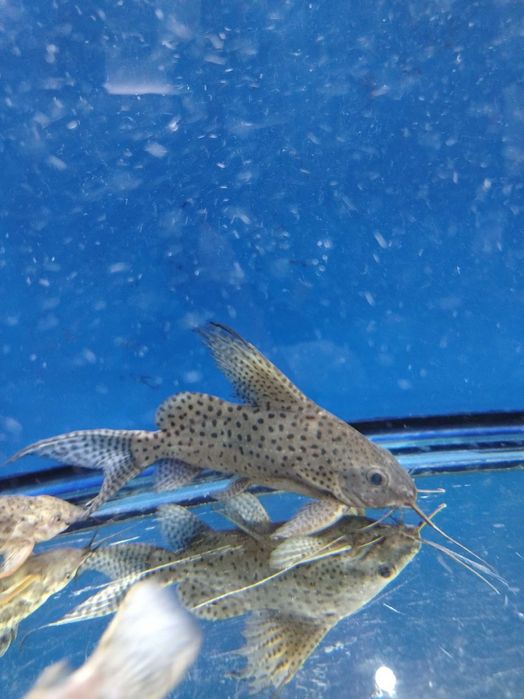 Продаются аквариумные рыбки