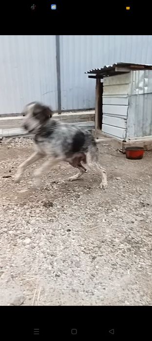 Продаю щенят Немецкий гончий