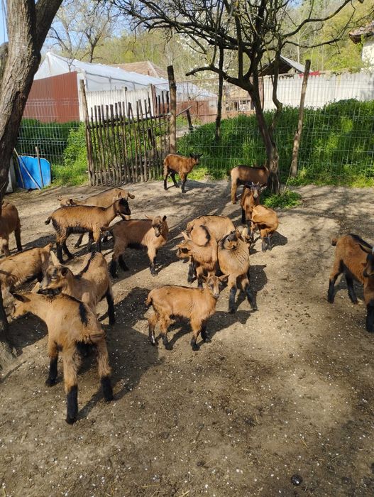 Iezi alpina Franceză