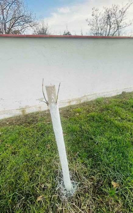 8 годишни дървета Каталпа