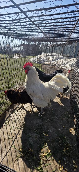 Vand cocos australop alb negru fazani cocos liliputi bibilica