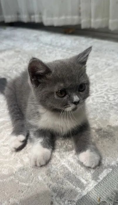 Мальчики шотландские 1.5 мес