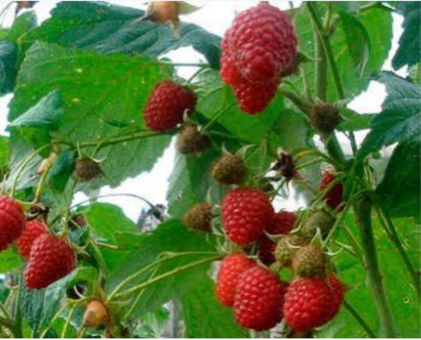 Малина саженцы, кошет малина