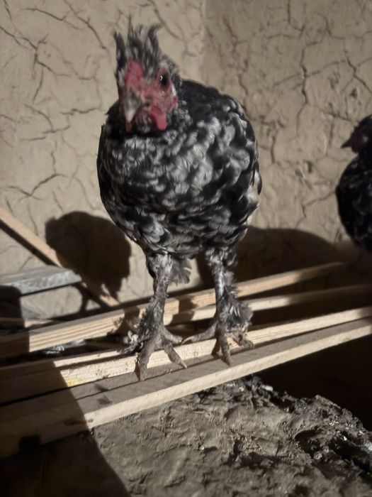 Пипин петух курица