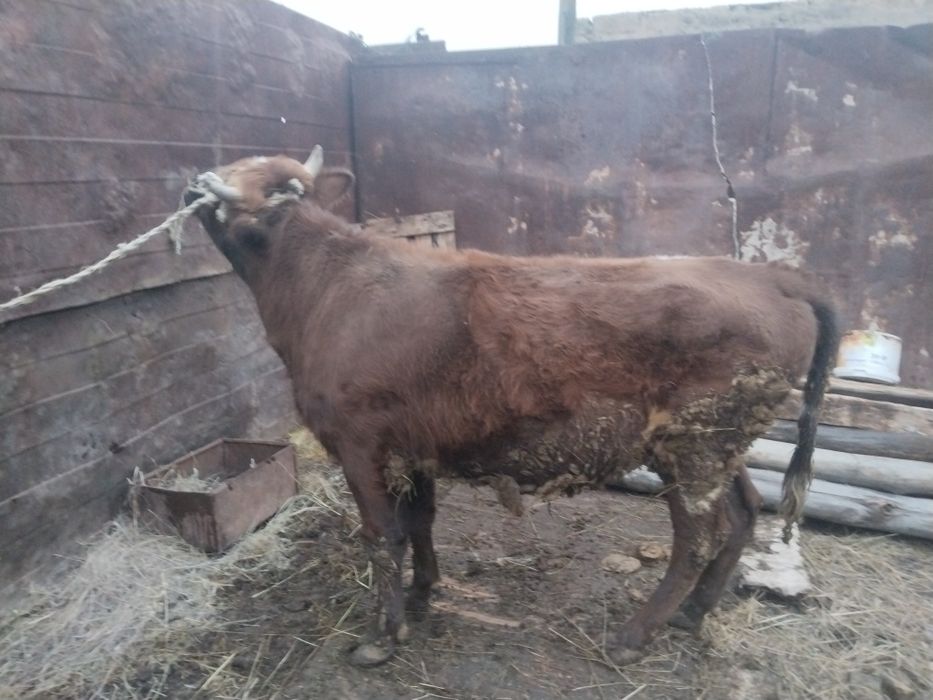 Продаётся бычок 1,5лет