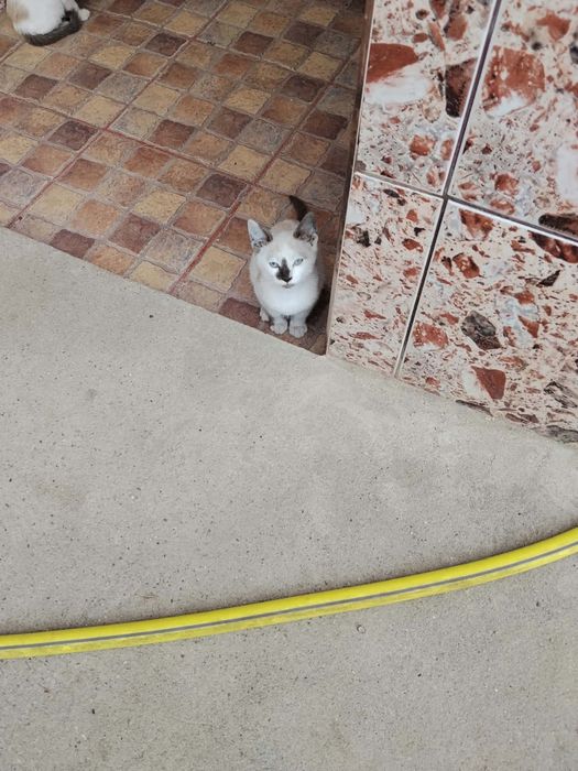 Donez pui de pisica