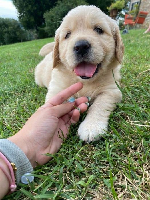 Golden Retriver