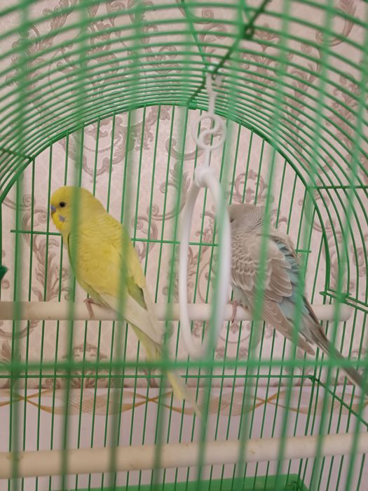 Попугай с клеткой