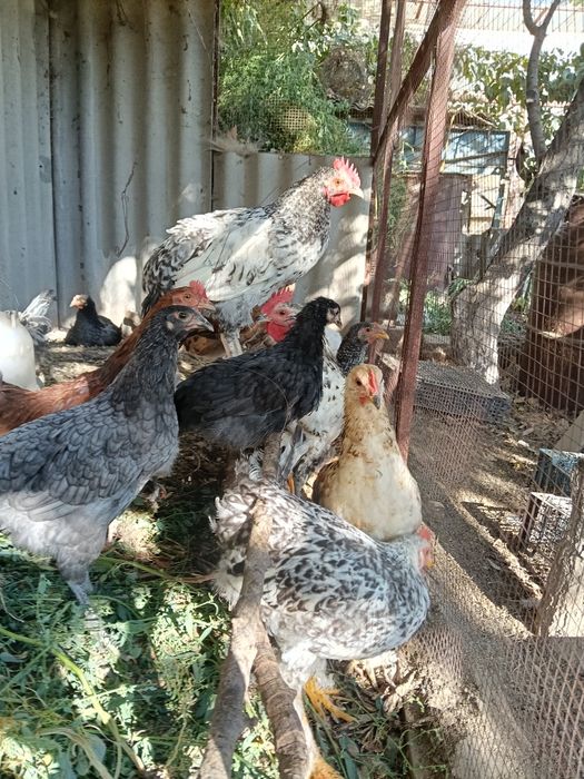 Продам домашних курей и петухов