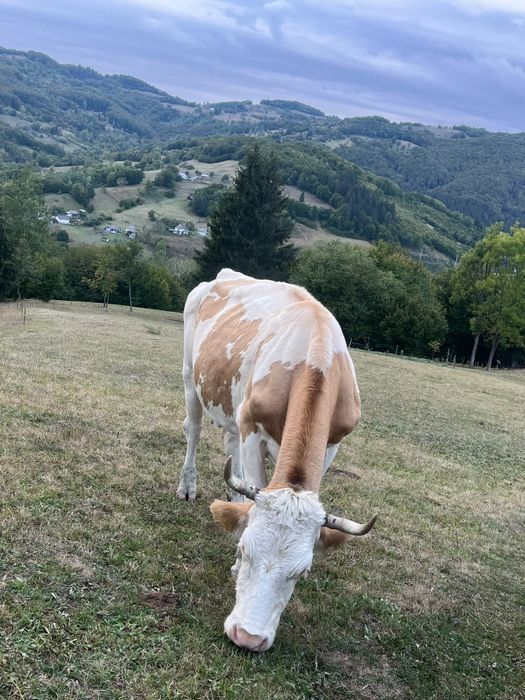 Vaca de vânzare,bună de lapte! Mai multe detalii în privat!