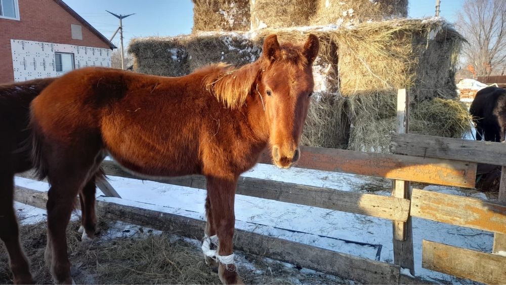 Продам жабагылар