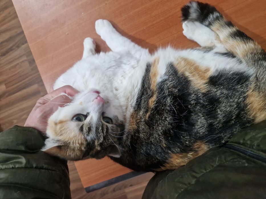 Adoptie pisica ( 2 pisici )