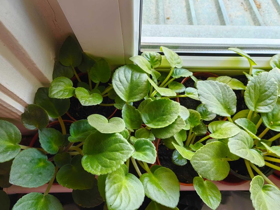 Фиалки цветы маленькие