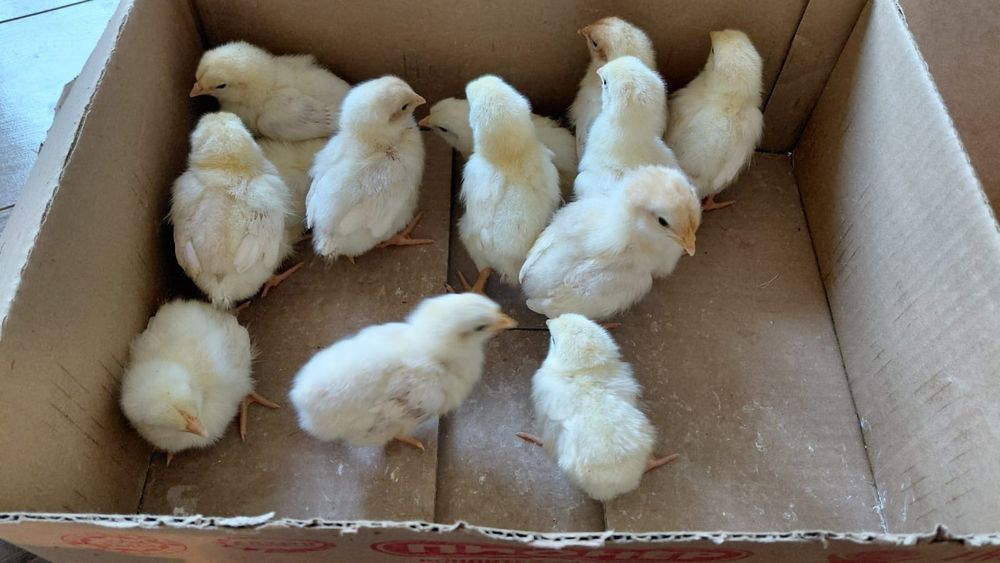 Ломан брауын шожелери цыплята ломан браун