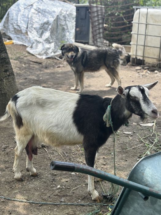 Capra si Iada Nemțești