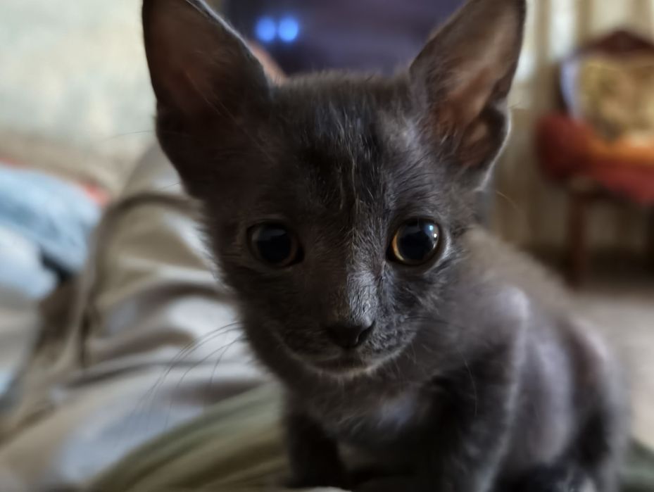 Котенка  метис мейкуна с сфинксом