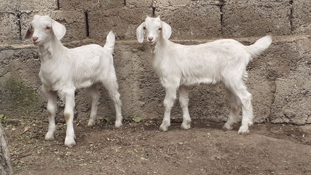 Лақтар(еркек) сатылады