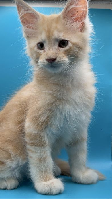 Продается котята моего Meynkun