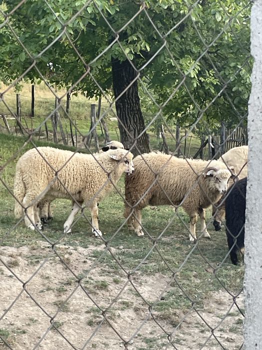 Miei de vanzare